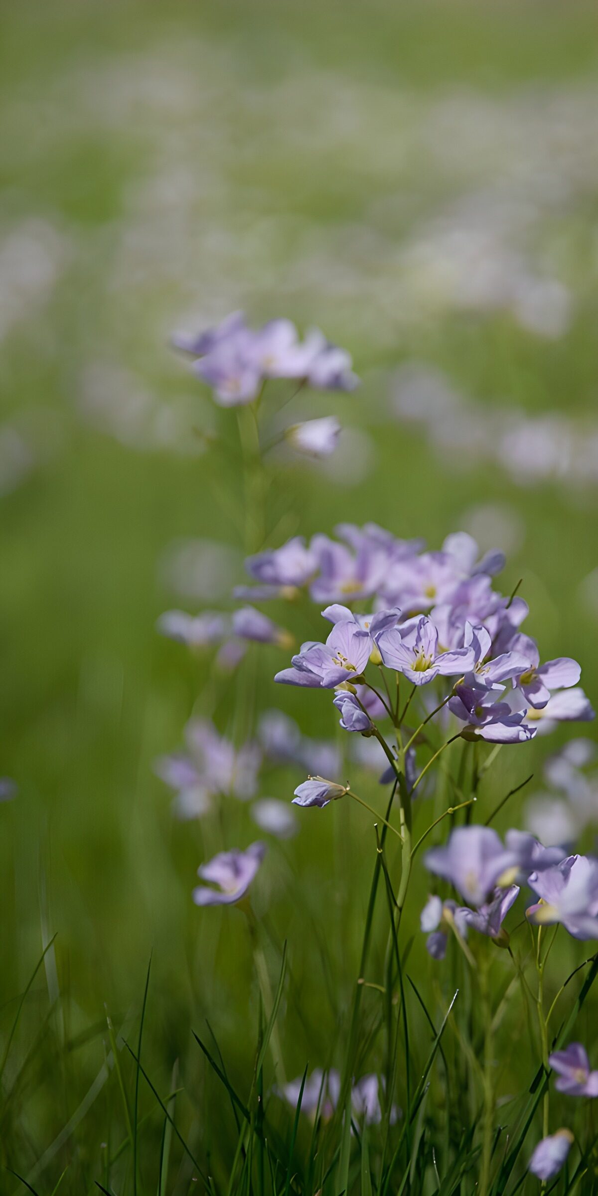 Lila Wiesenblumen im Sonnenlicht