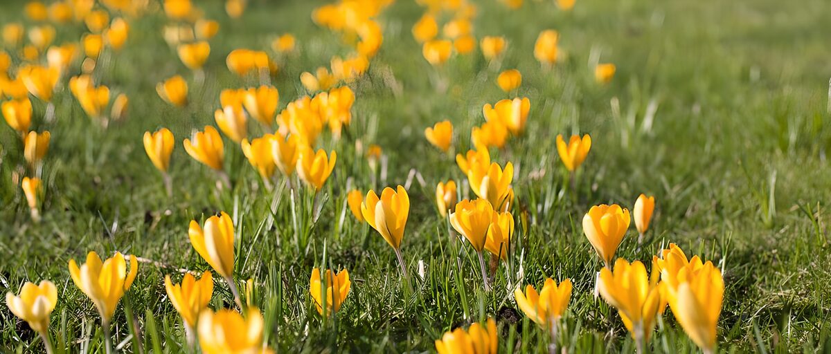 Gelbe Krokusse im sonnigen Gras