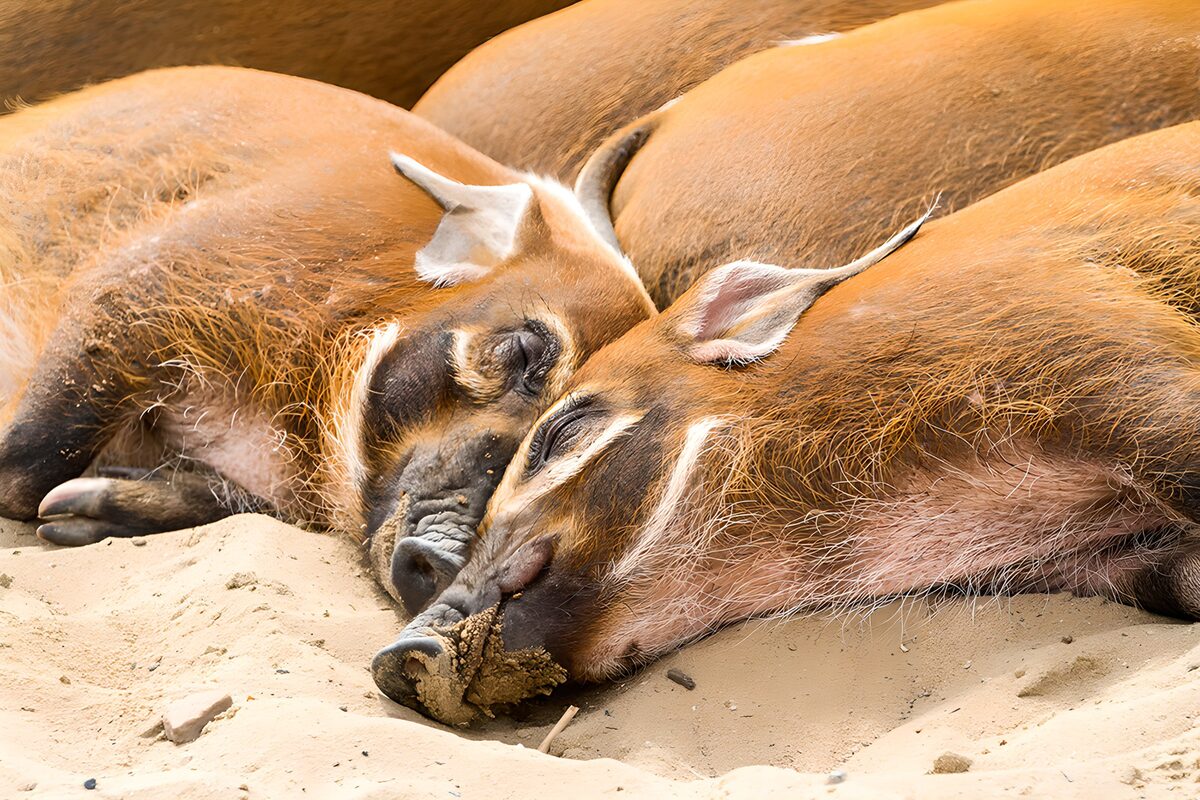 Rotbraune Schweine in friedlicher Ruhe