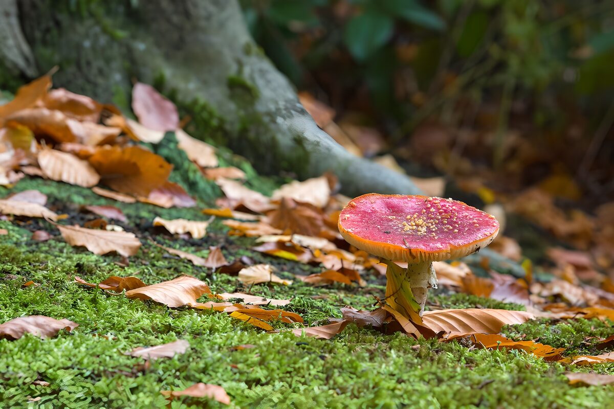 Roter Pilz auf moosigem Waldboden