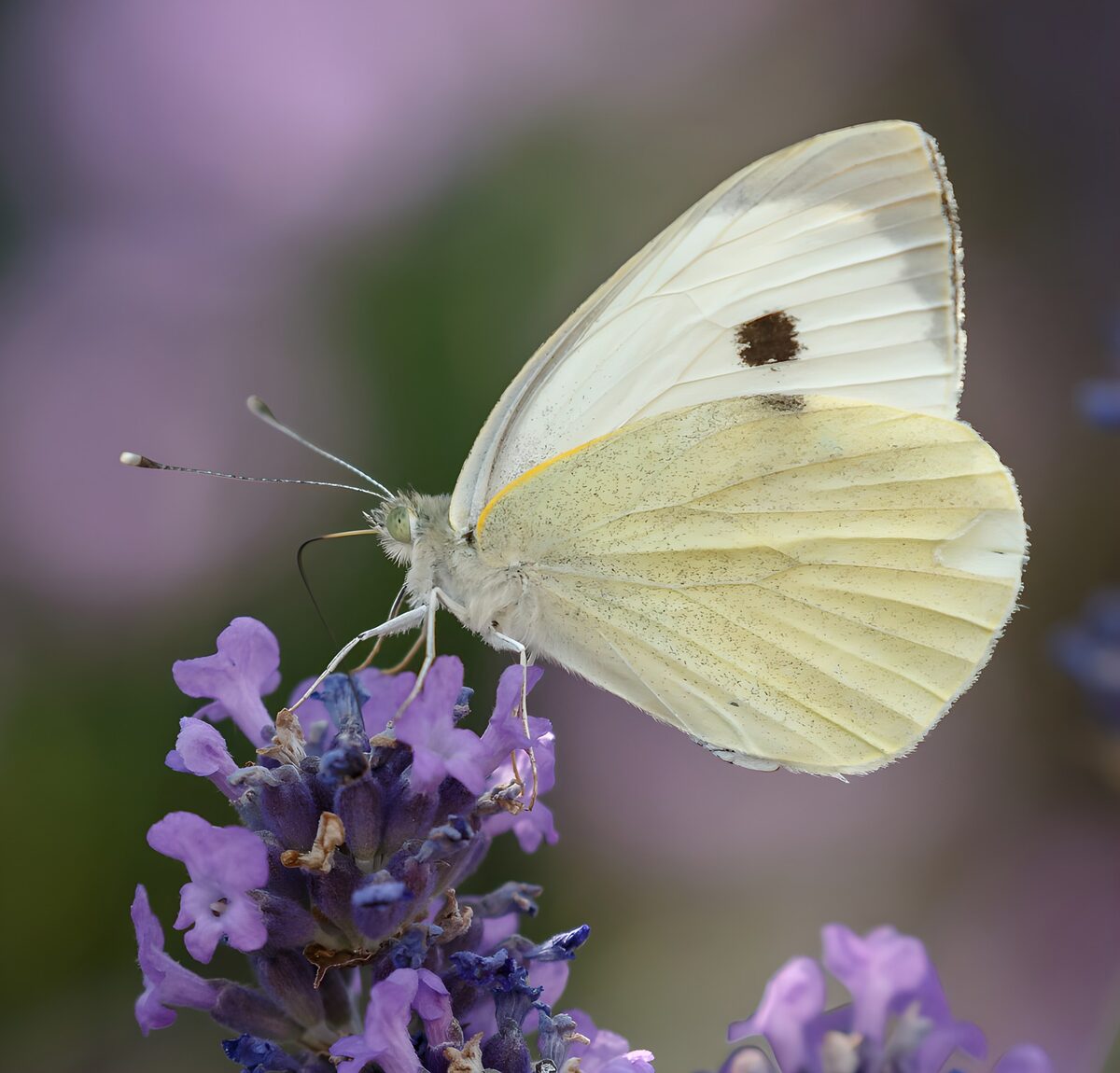 Weißer Schmetterling auf zartem Lavendel