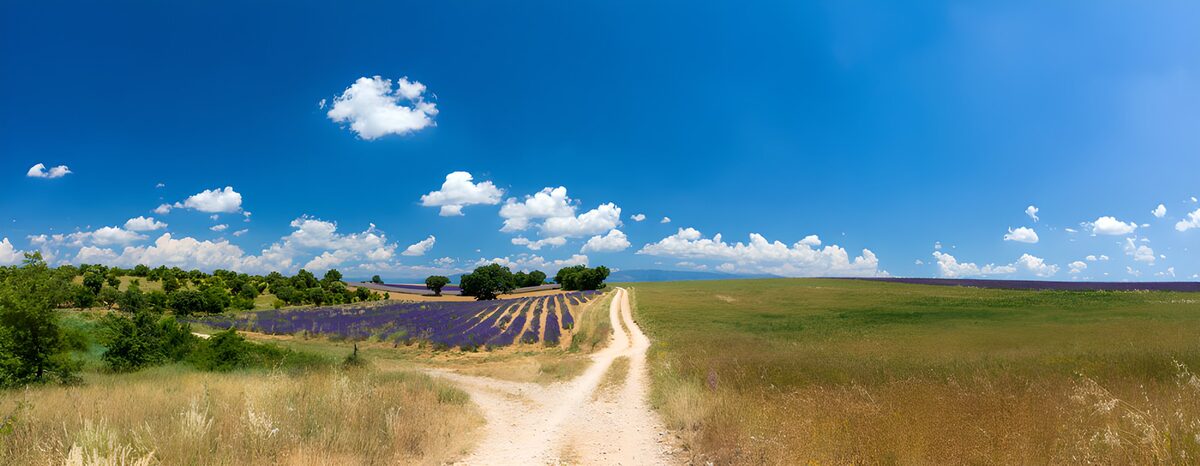 Feldweg am Lavendelfeld im Sommer