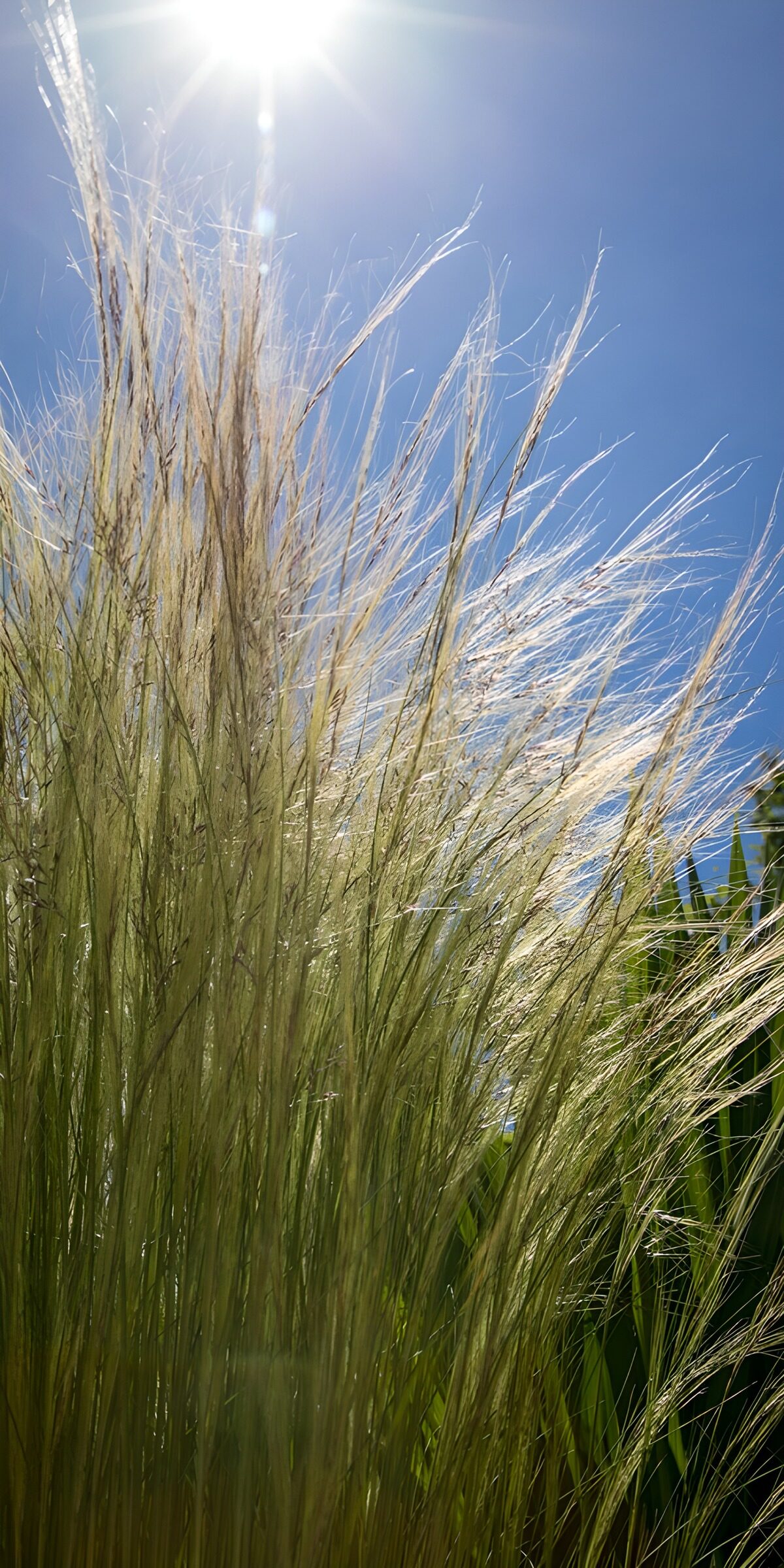 Feines Ziergras im Sonnenlicht