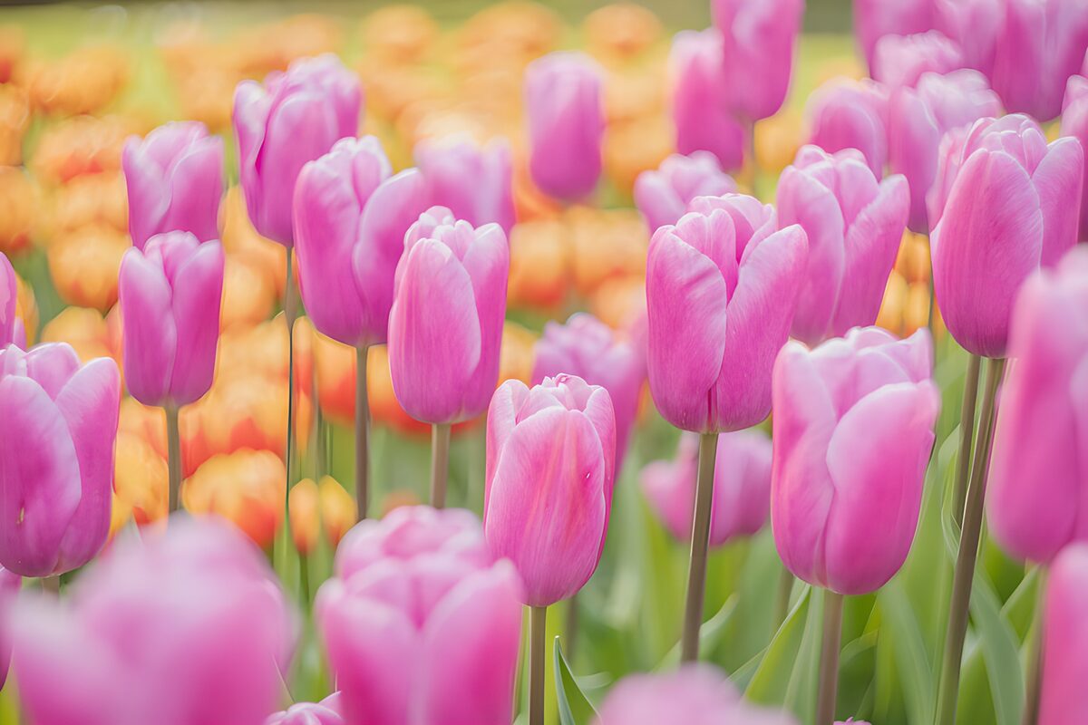 Rosa Tulpen im sanften Frühlingslicht