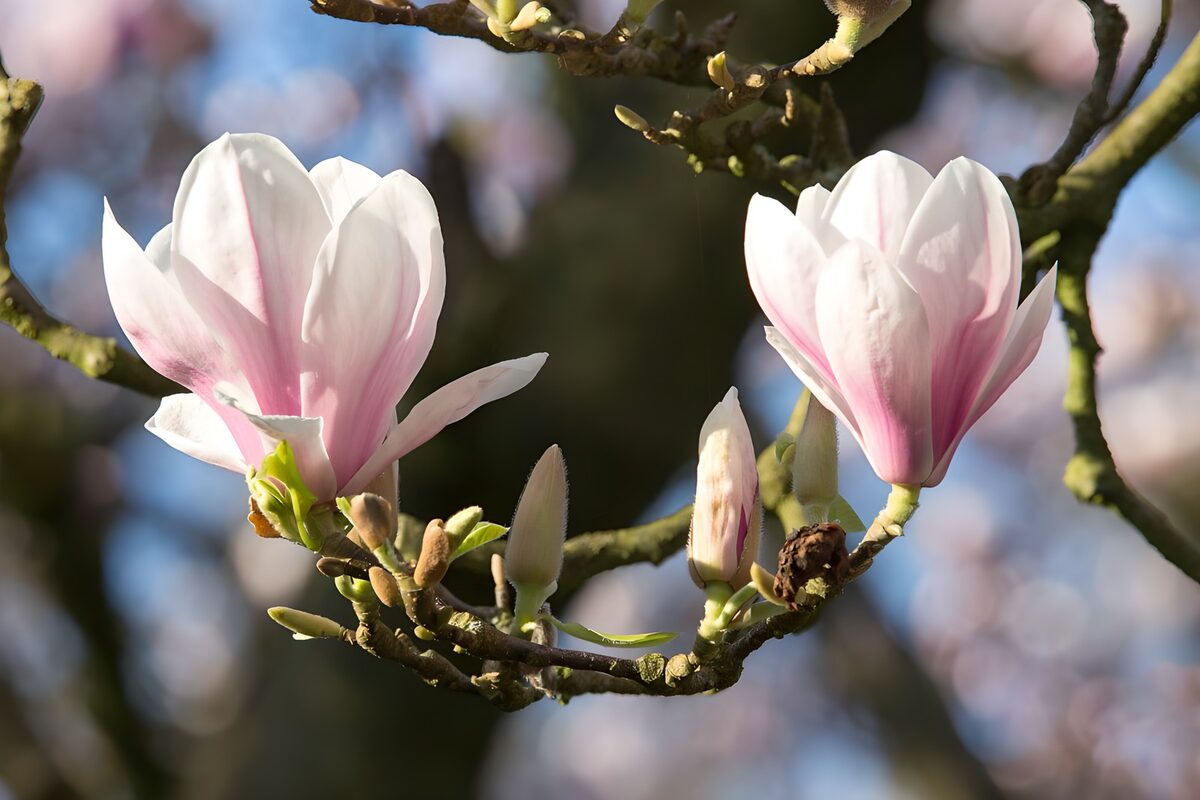 Zwei Magnolienblüten im Frühlingslicht