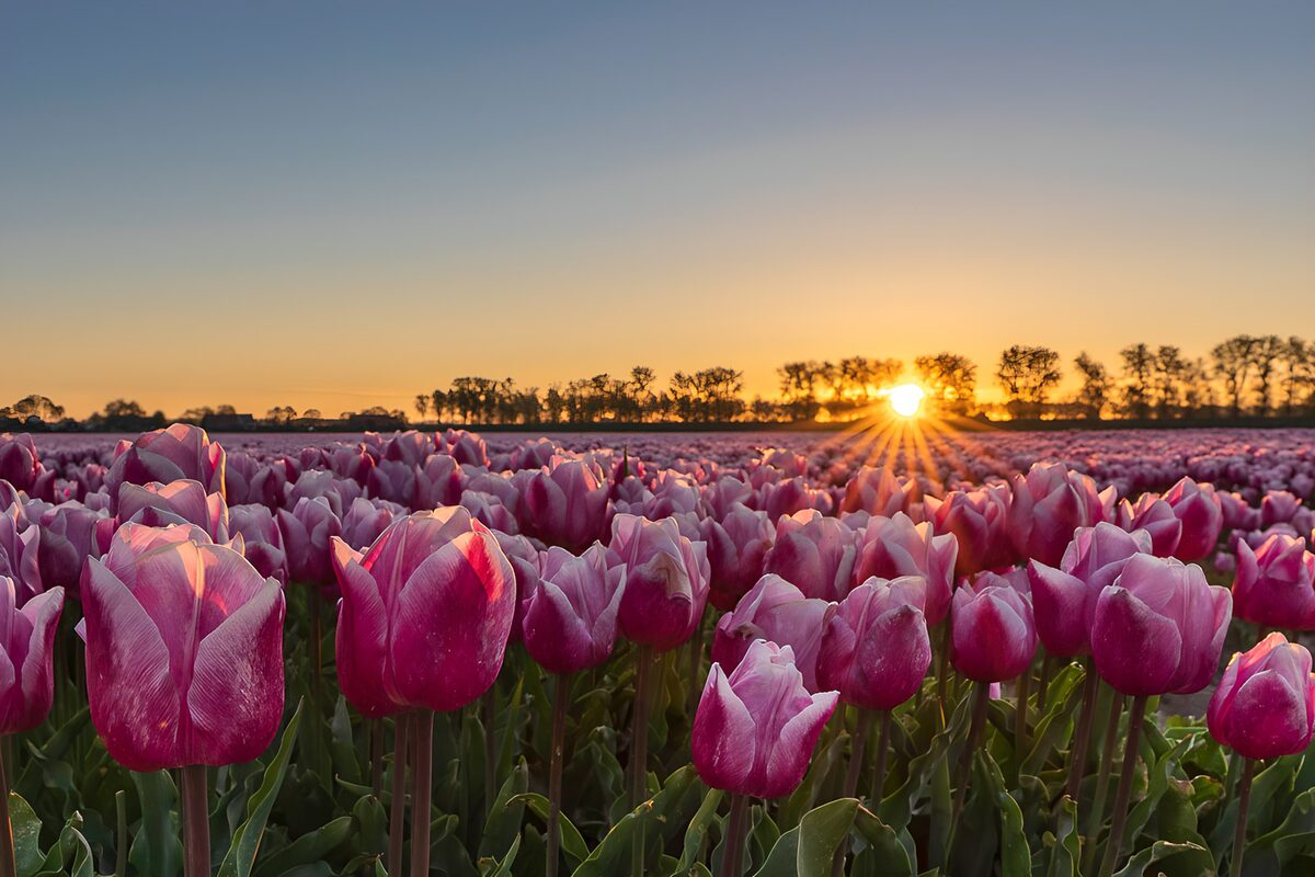 Rosa und lila Tulpen im Gegenlicht