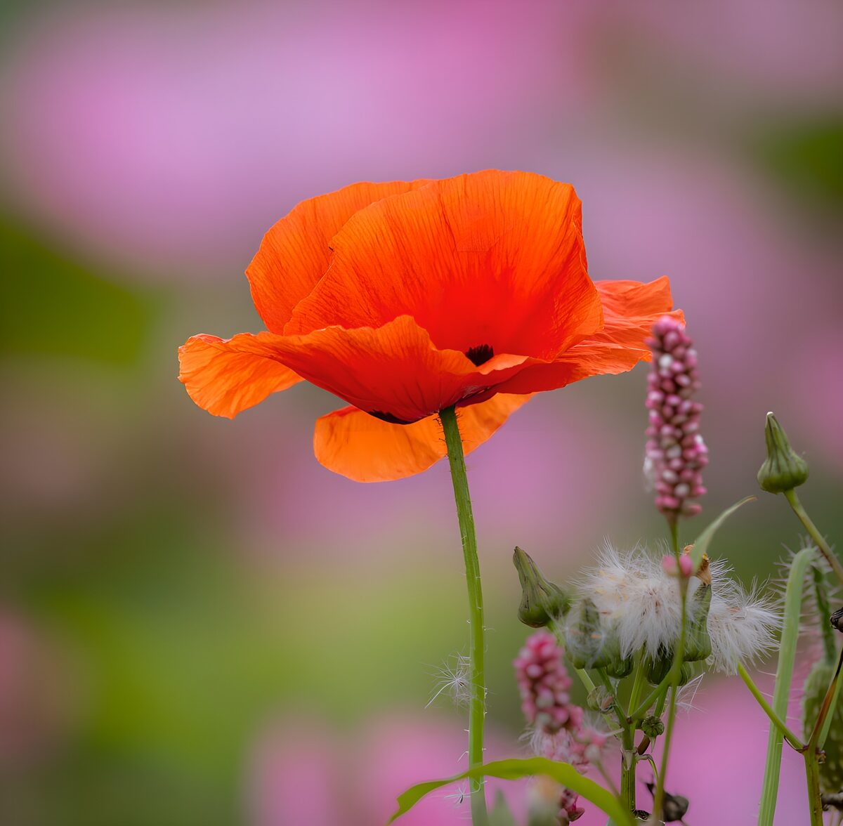 Orangeroter Mohn vor zartem Rosa