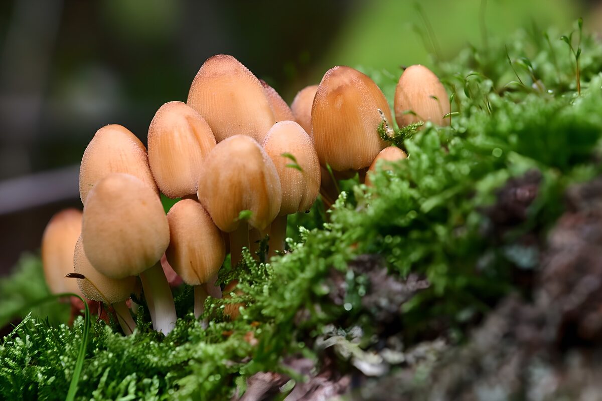 Kleine Pilze im leuchtend grünen Moos