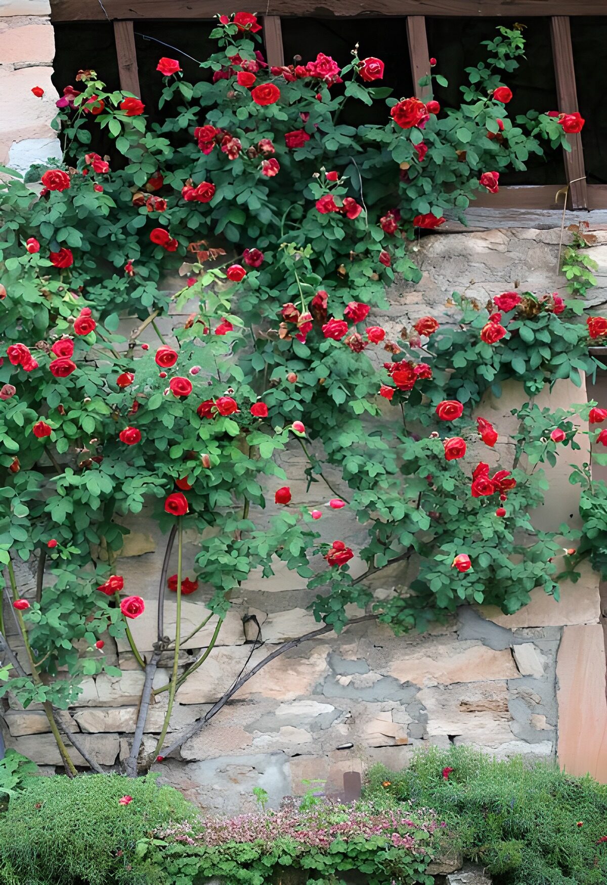 Rote Kletterrose an rustikaler Steinwand