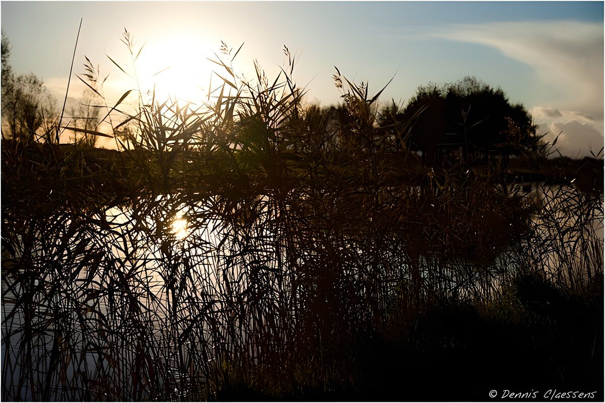 Schilf im Gegenlicht der Abendsonne