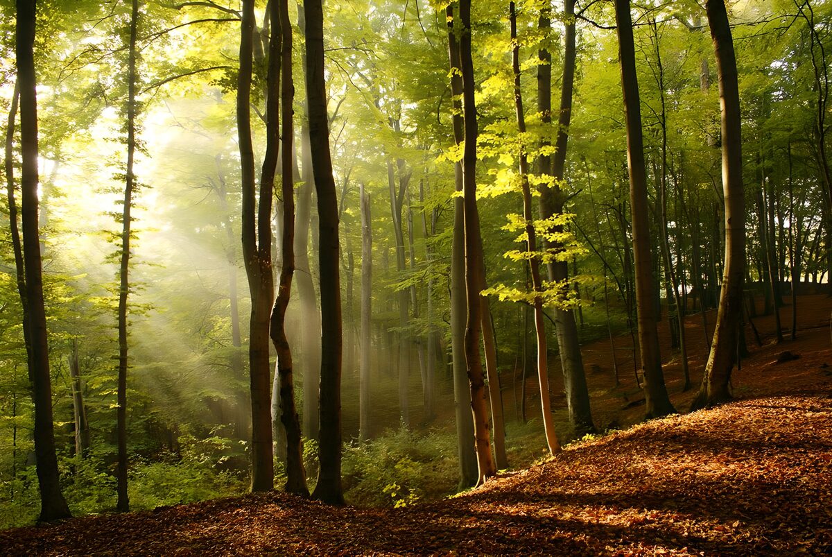 Sonnenstrahlen im herbstlichen Laubwald