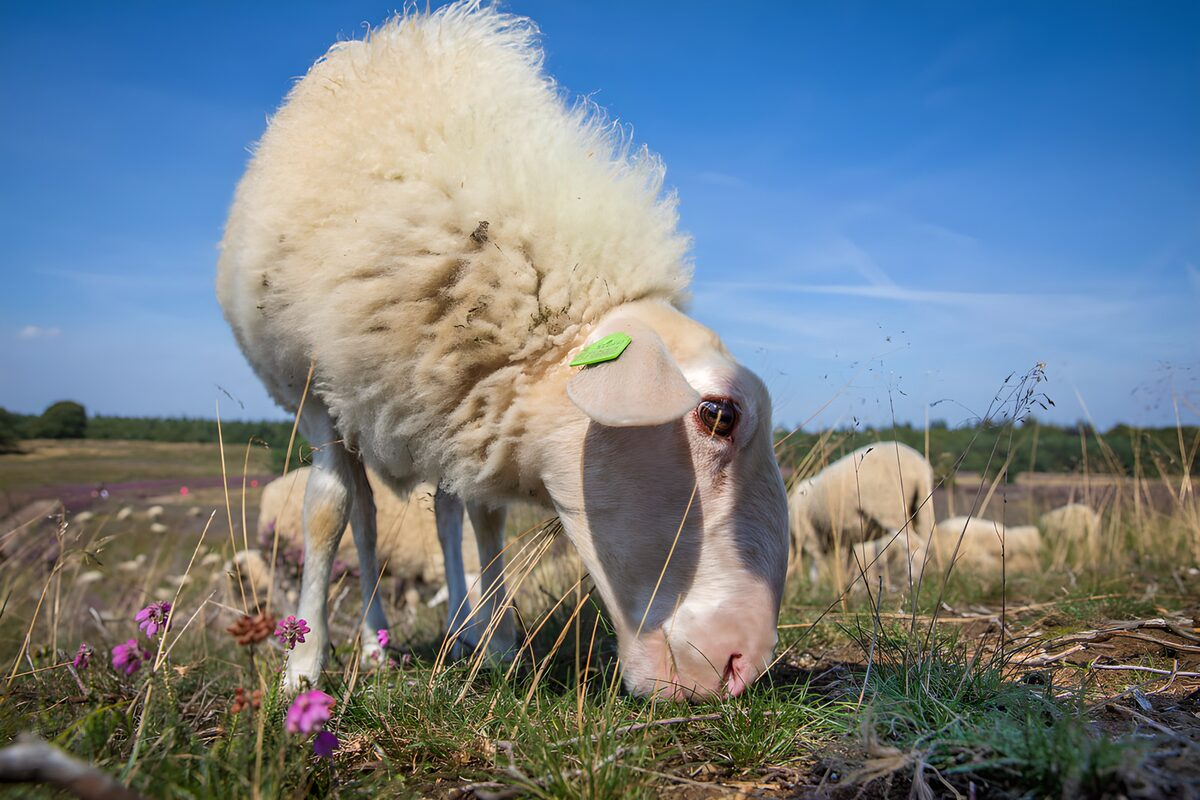 Weißes Schaf beim Grasen ganz nah