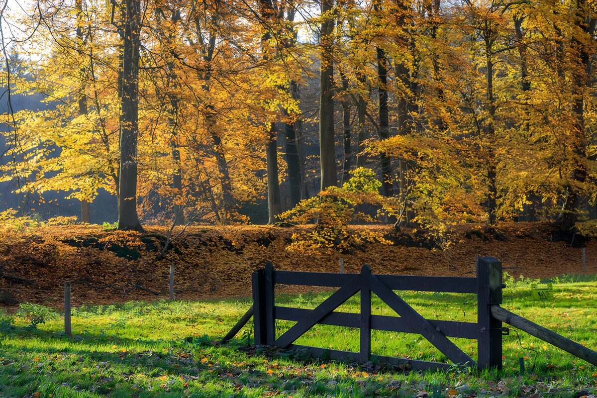 Holztor am sonnigen Herbstwald
