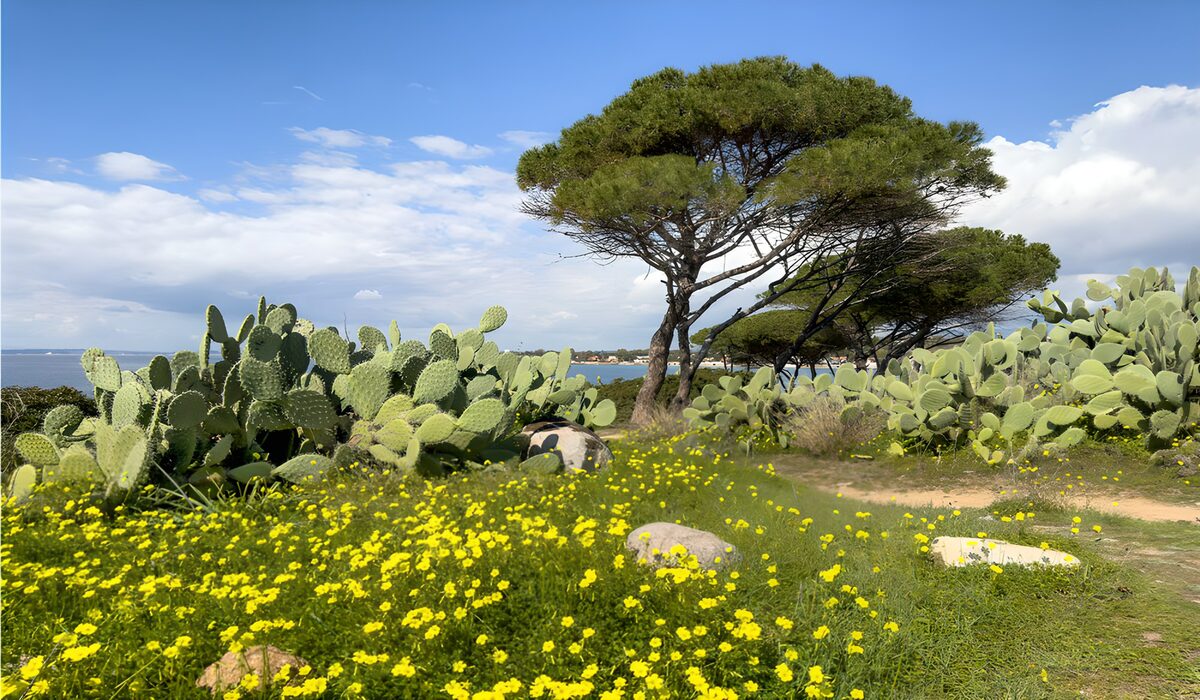 Pinien und Feigenkakteen am sonnigen Meer
