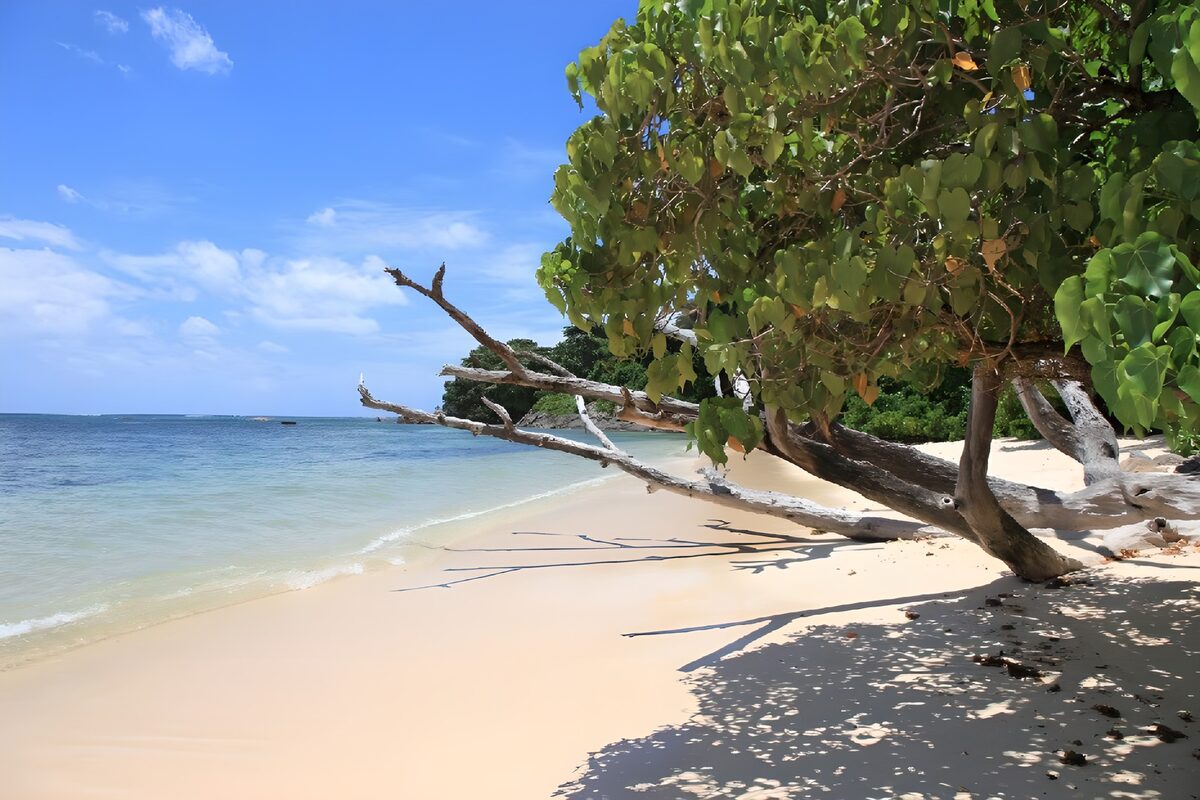 Sandstrand mit Baum am ruhigen Meer