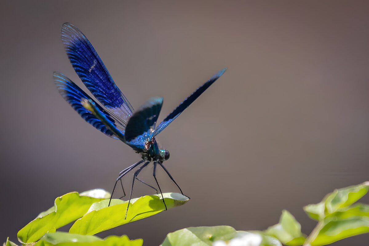 Blaue Libelle auf leuchtend grünem Blatt