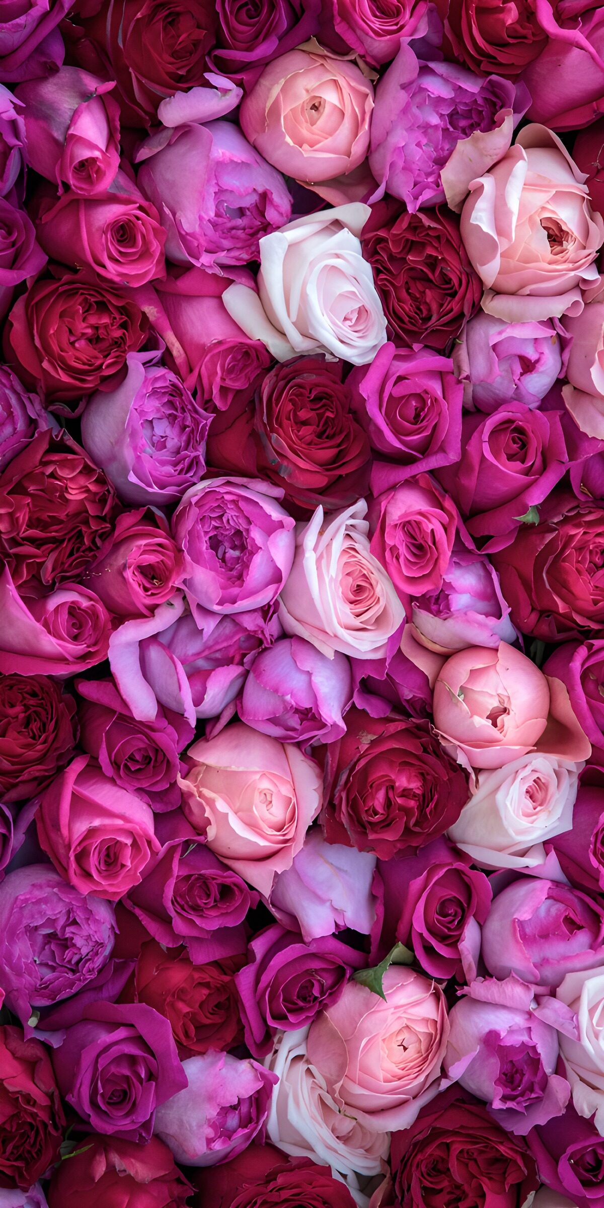 Rosen in Rosa, Weiß und Fuchsia