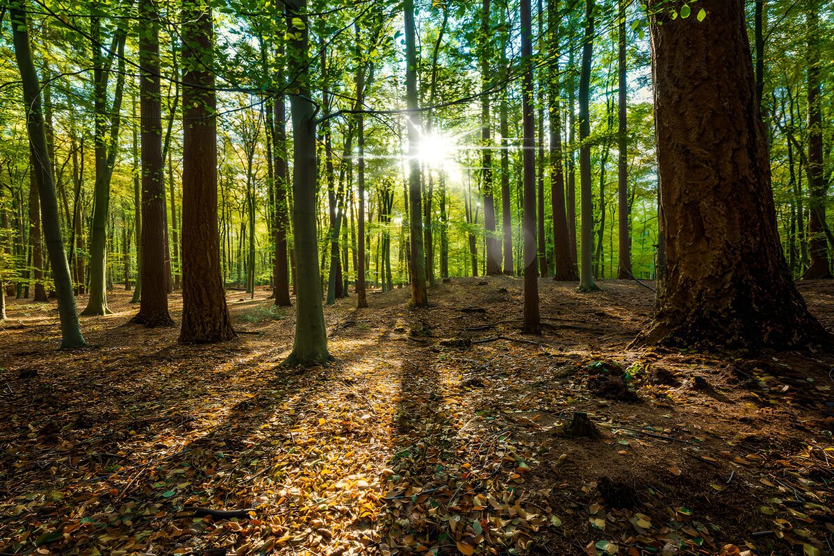 Sonniger Laubwald mit langen Schatten