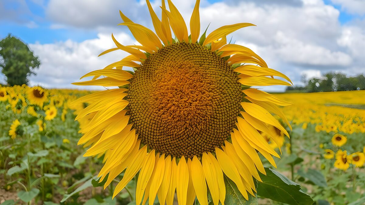 Sonnenblume im sommerlichen Feld