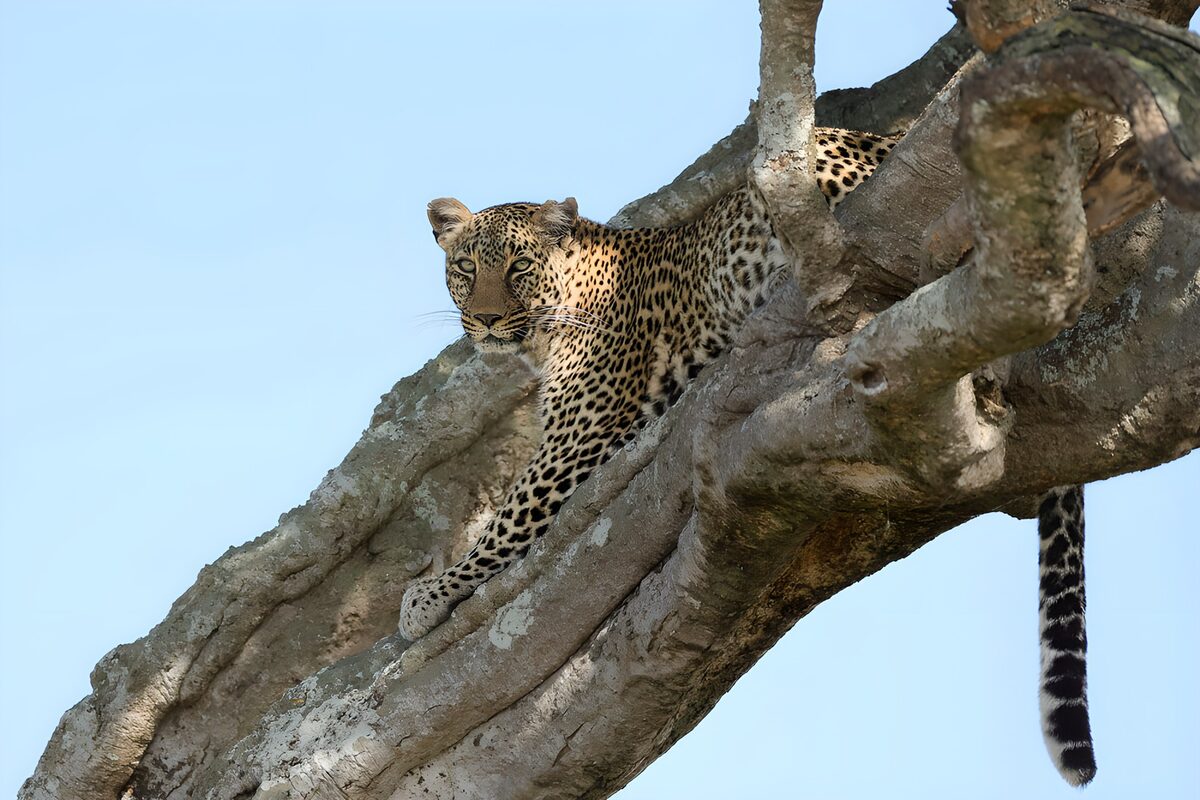 Leopard ruht wachsam in der Astgabel