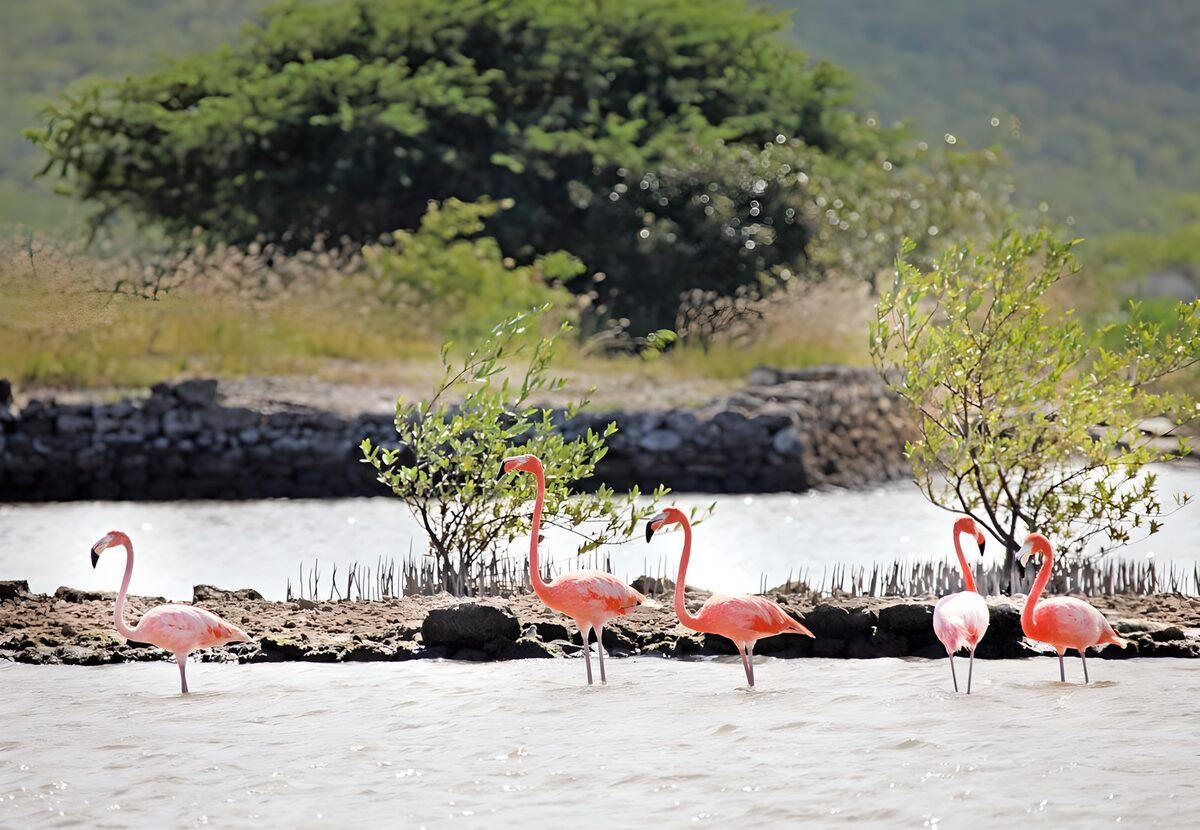 Fünf rosa Flamingos im flachen Wasser
