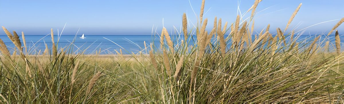 Dünengras vor blauem Meer
