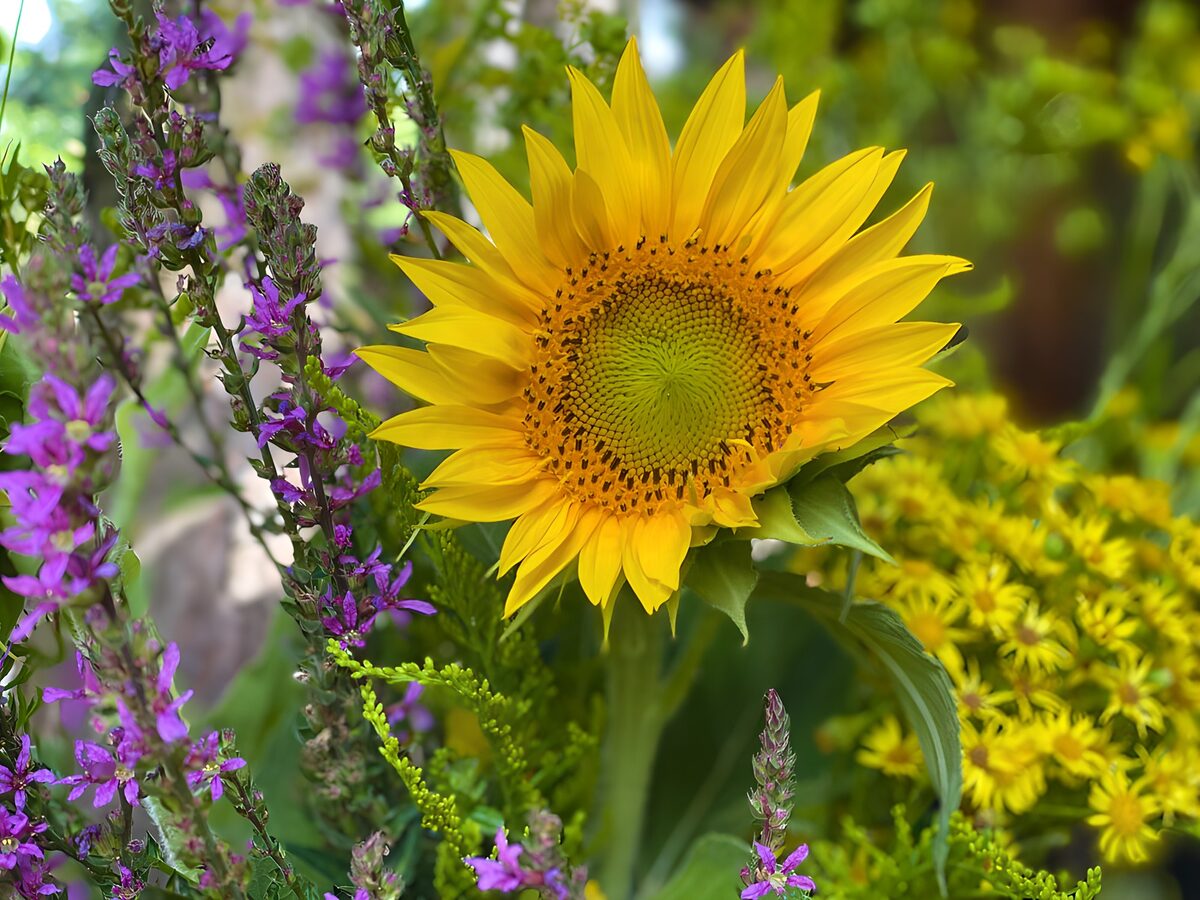 Sonnenblume und violette Sommerblüten