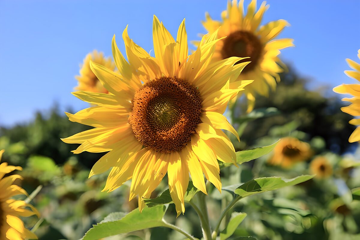 Sonnenblume in sonniger Nahaufnahme