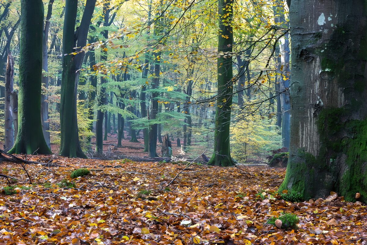 Herbstwald mit Moos und buntem Laub