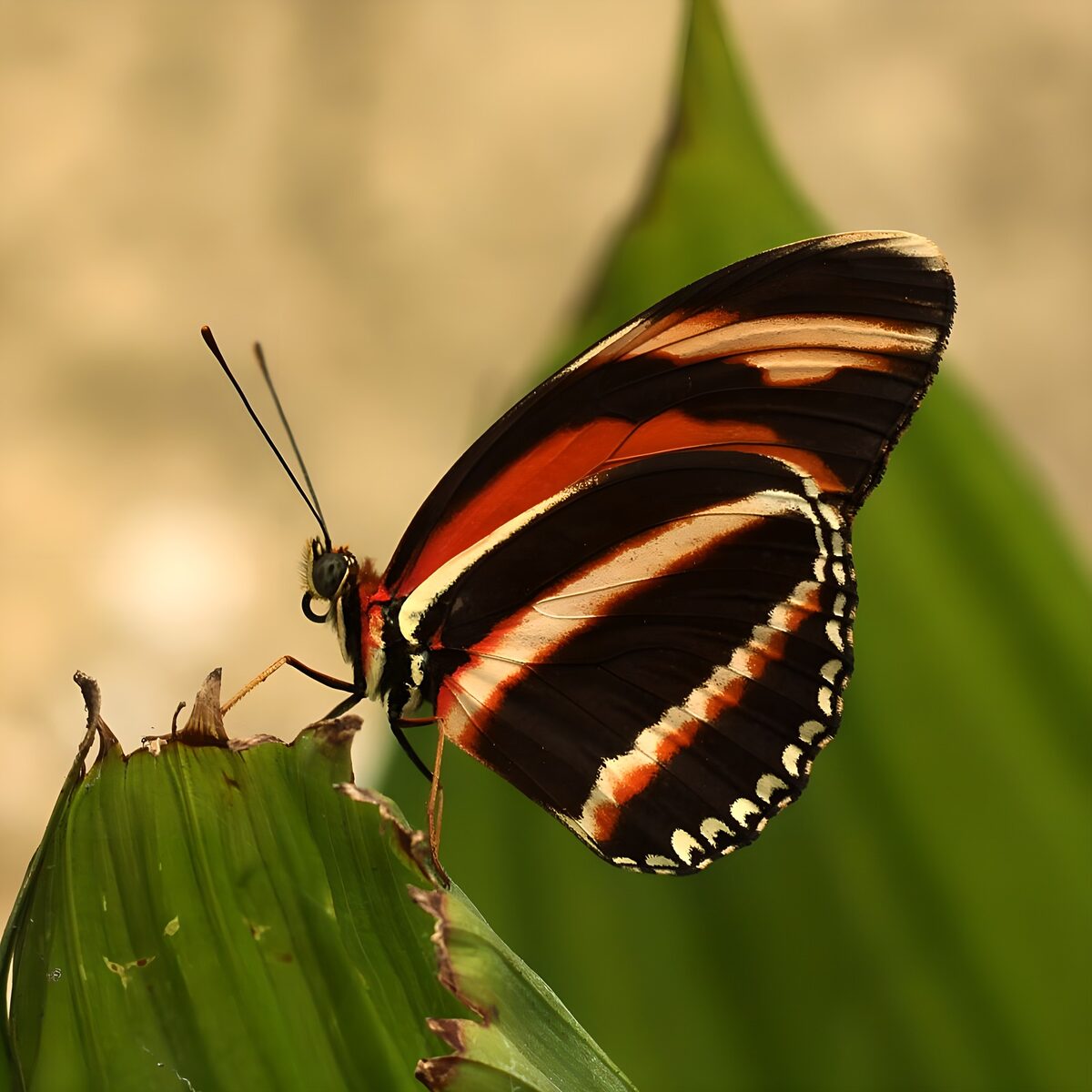 Schmetterling auf sonnenwarmem Blatt