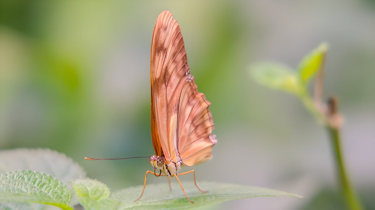 Oranger Schmetterling in stiller Nahaufnahme