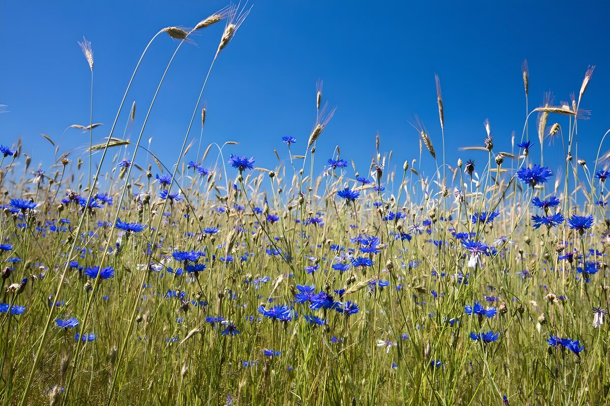 Kornblumen und Gräser im Sommerlicht