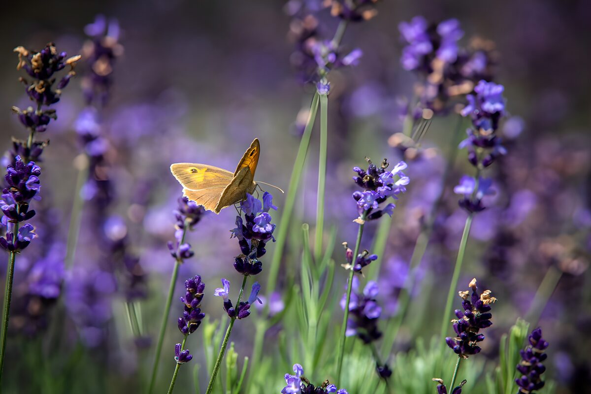 Goldbrauner Schmetterling auf Lavendel
