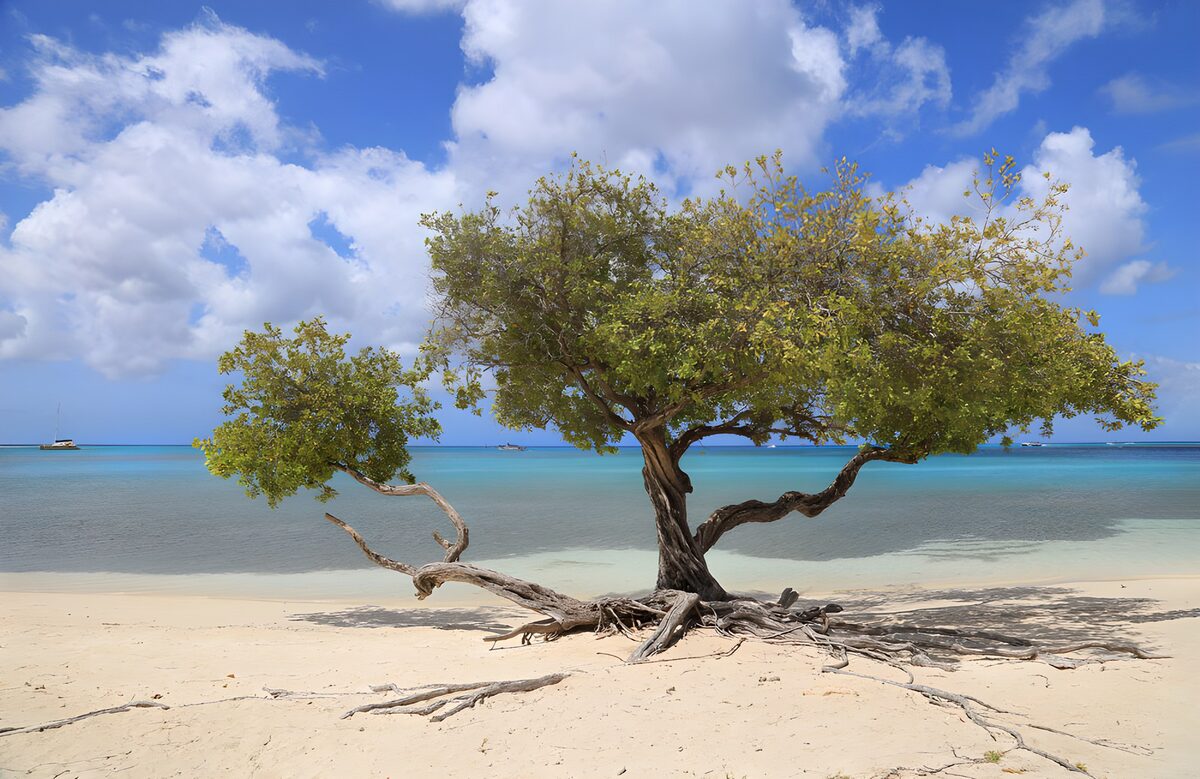 Küstenbaum am türkisblauen Meer
