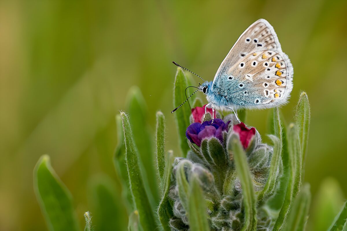 Schmetterling auf zartrosa Blüten