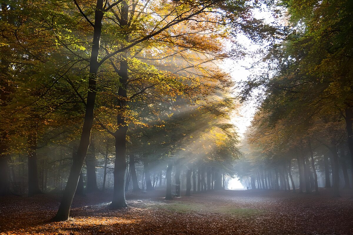 Herbstallee in Sonne und Nebel