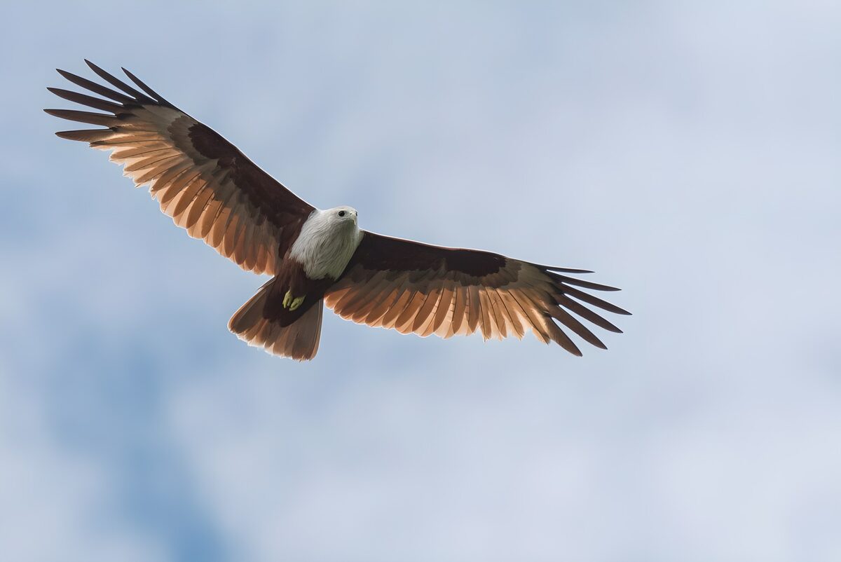 Greifvogel im Flug durch helles Blau