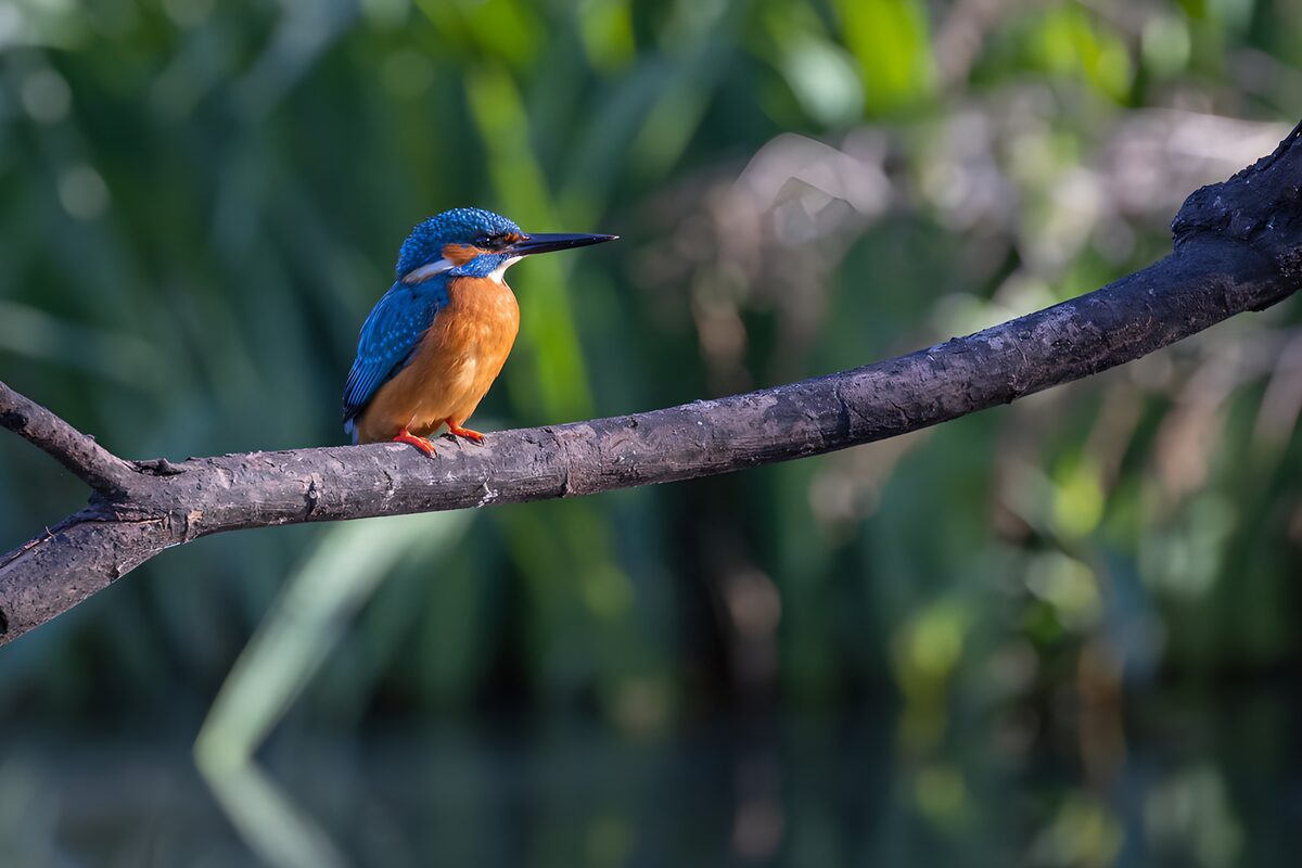 Eisvogel auf rauem Ast im Grünen