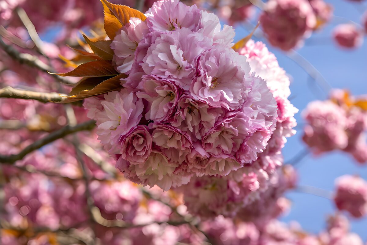 Kirschblüten wie rosa Wolken