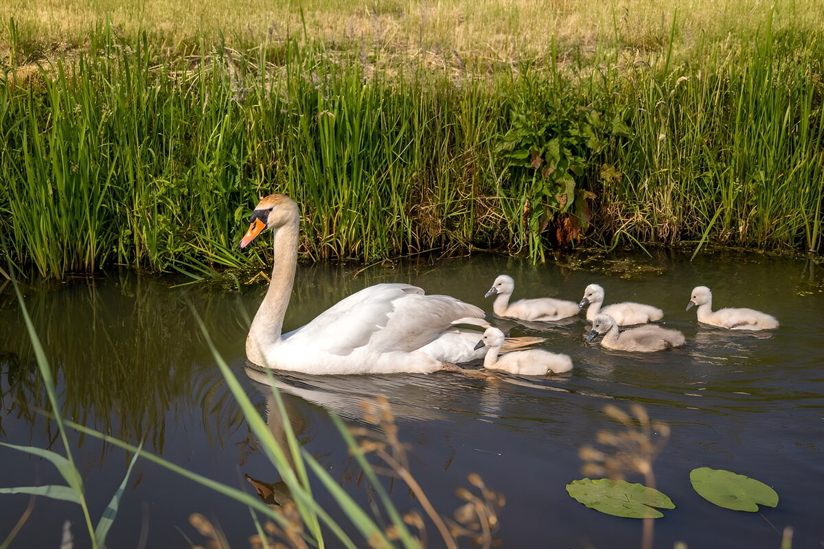 Höckerschwan mit fünf Küken im Sonnenlicht