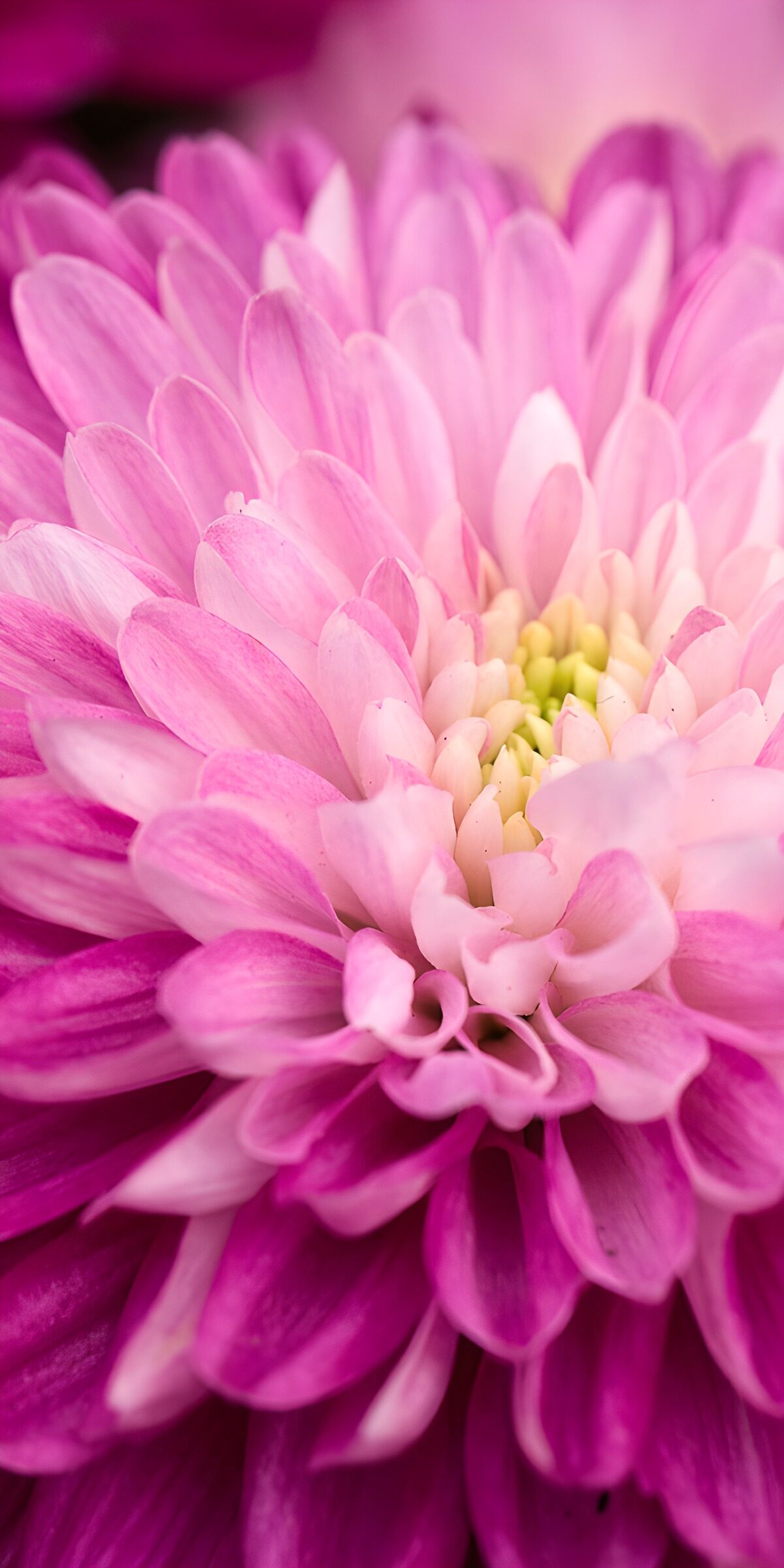 Chrysantheme in Rosa und Magenta