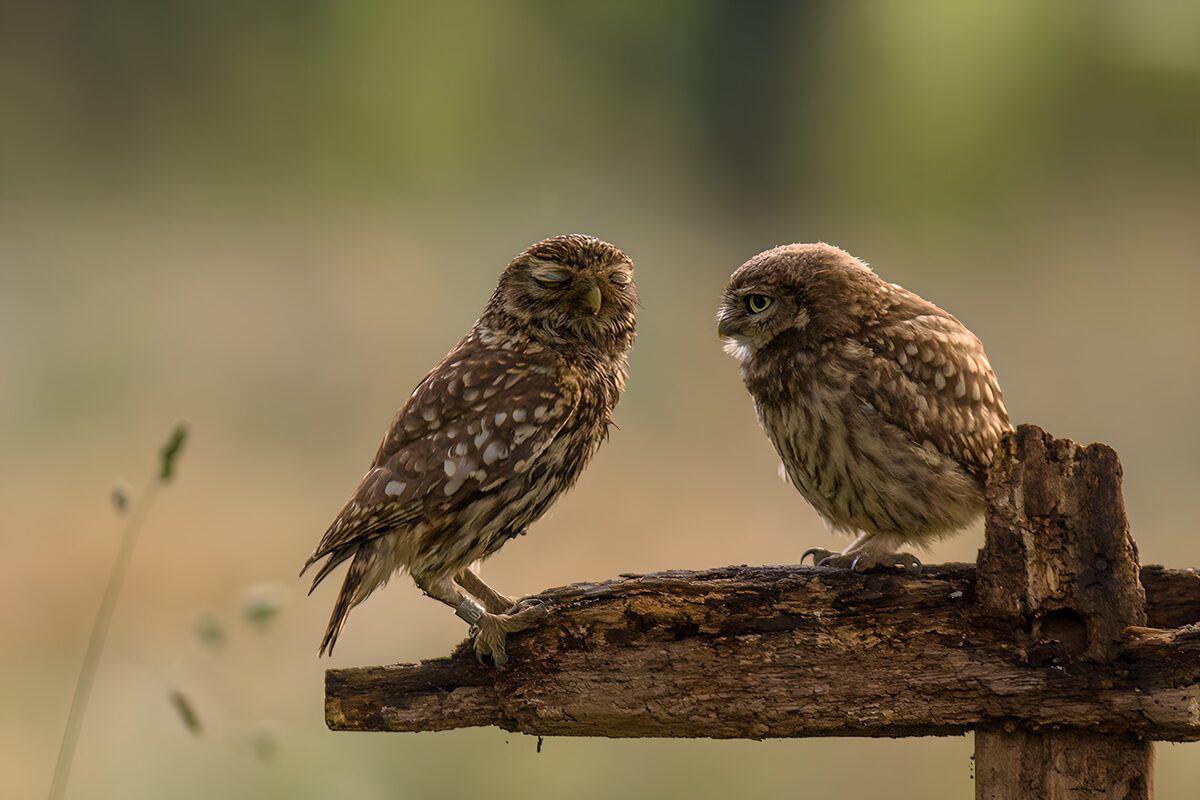 Zwei Steinkäuze auf verwittertem Holz