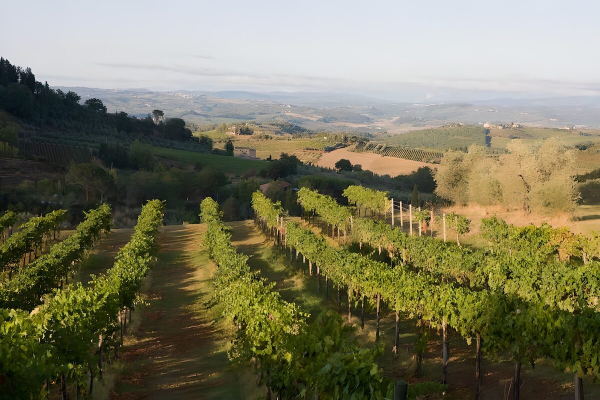 Weinberg im warmen Sonnenlicht
