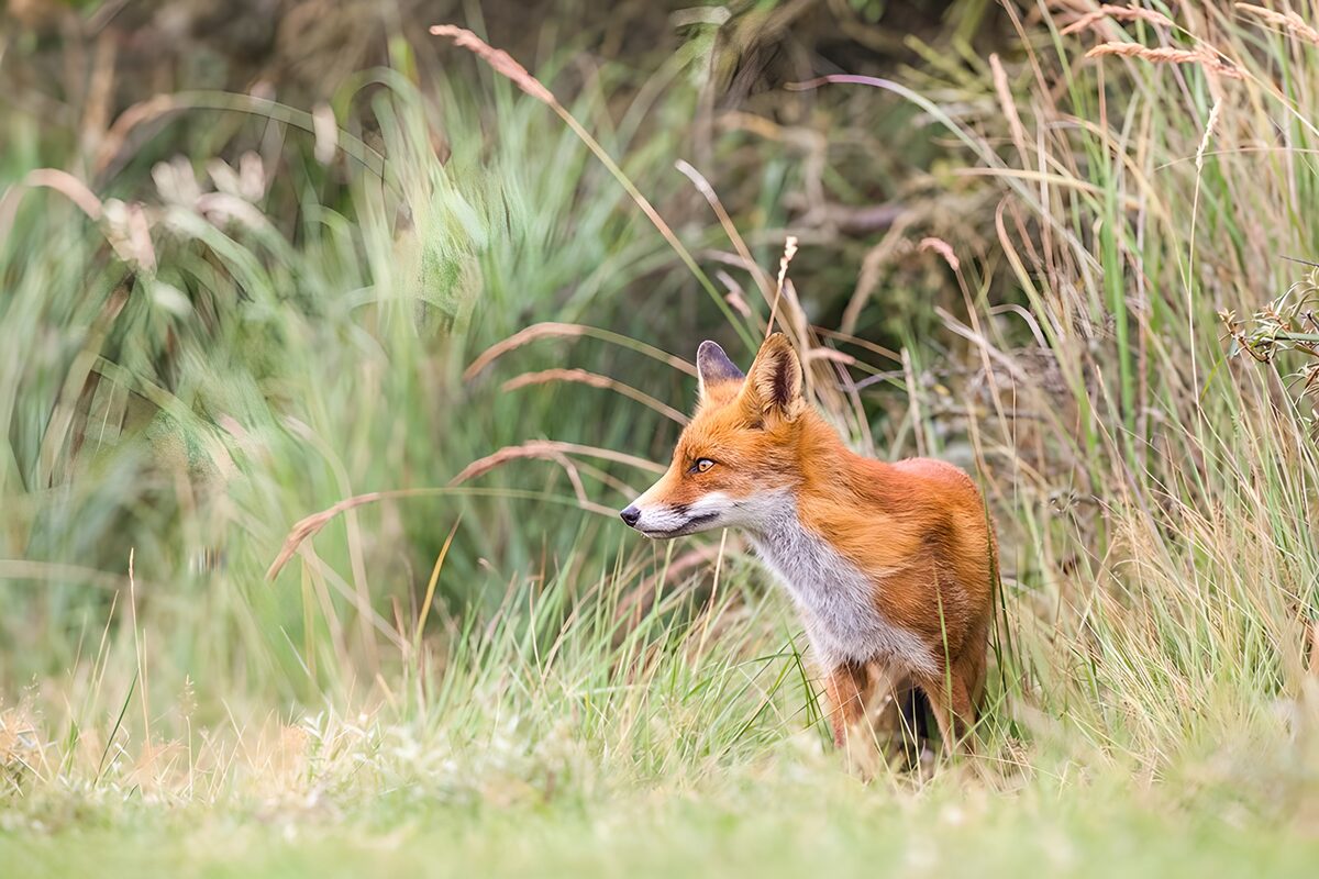 Wachsamer Rotfuchs im hohen Gras