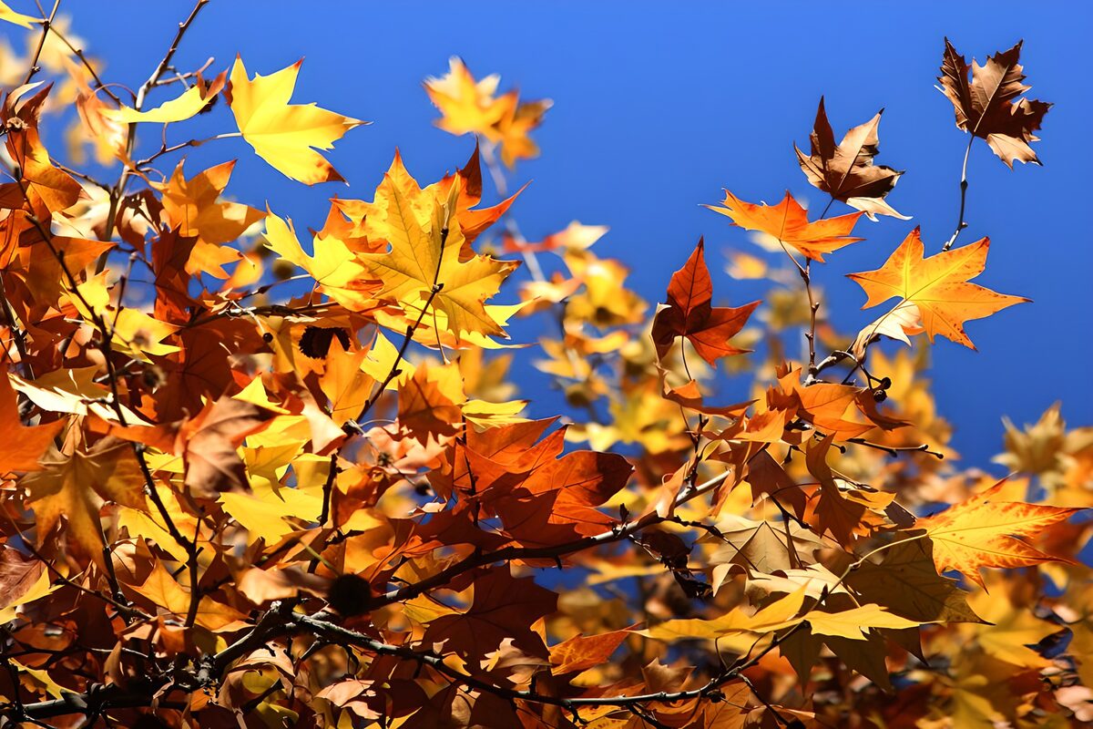 Buntes Herbstlaub vor strahlend blauem Himmel