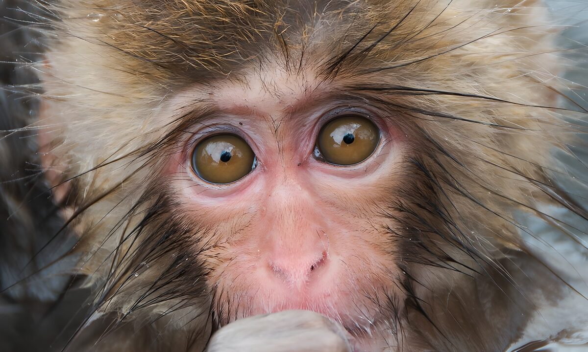 Makak ganz nah mit neugierigem Blick