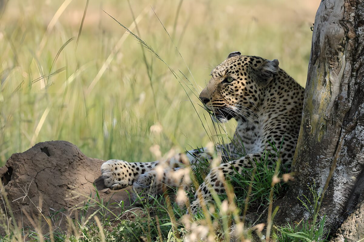 Ruhender Leopard am Baum