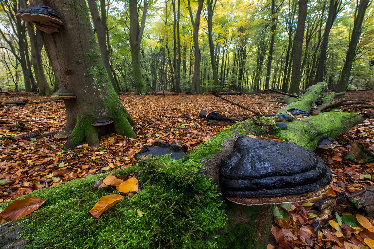 Baumpilze auf moosigem Totholz im Herbst