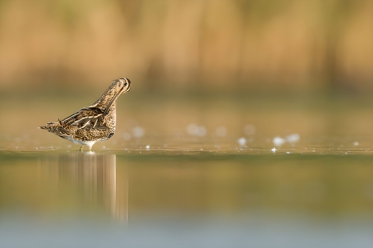 Watvogel im stillen Flachwasser