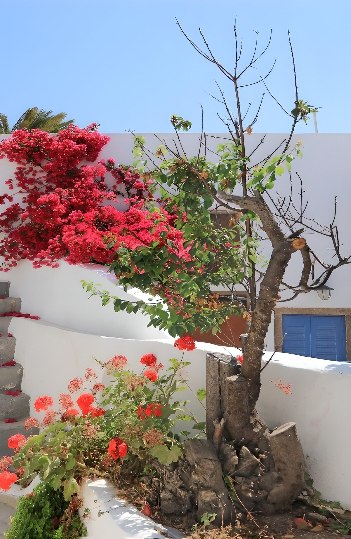 Bougainvillea am sonnigen weißen Haus